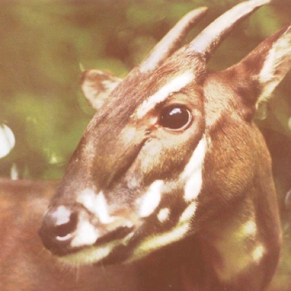 missaola